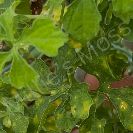 Close-up of Jamaican Wildcrafted Cerasee (Bitter Melon, Momordica charantia) Leaves with visible Millie's Moss watermark.