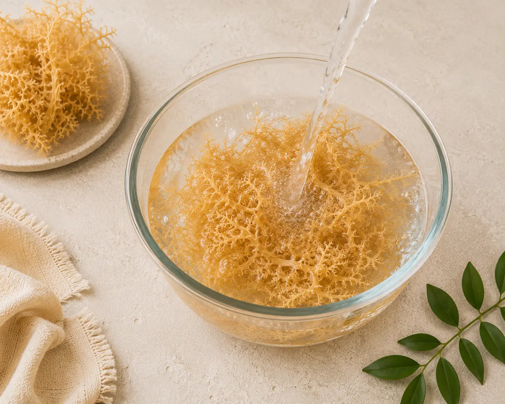 Dried golden sea moss in a glass bowl with water on a light stone background.