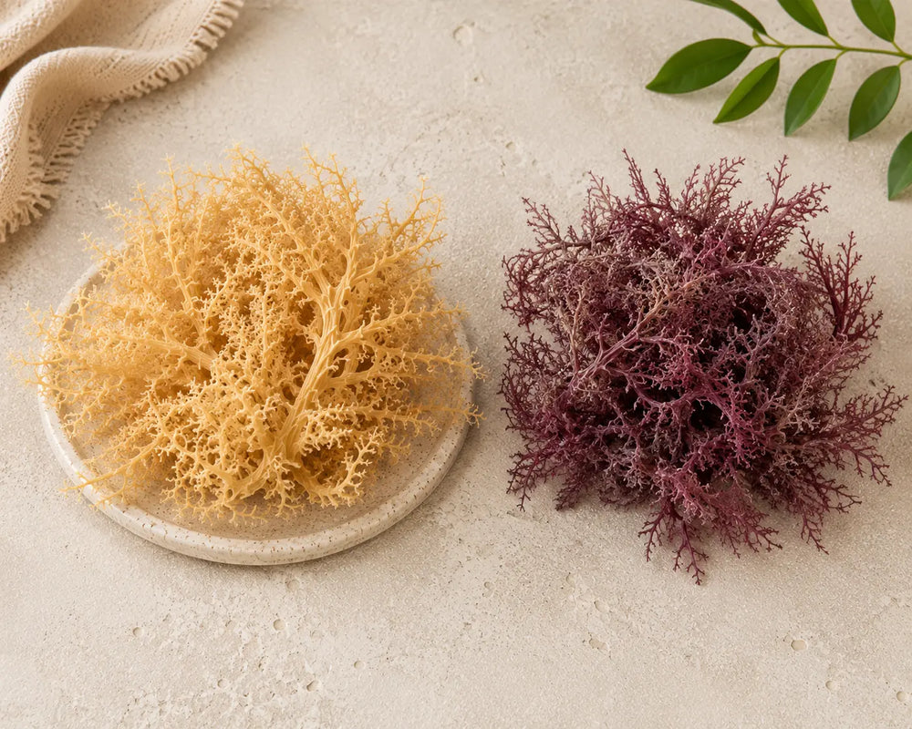 Golden sea moss and purple sea moss side by side on a light stone background.