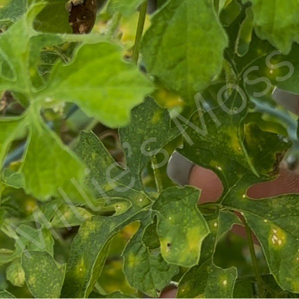 Close-up of Jamaican Wildcrafted Cerasee (Bitter Melon, Momordica charantia) Leaves with visible Millie's Moss watermark.