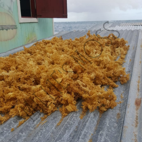 Sea Moss drying out in the sun on a zinc surface with the ocean in the background