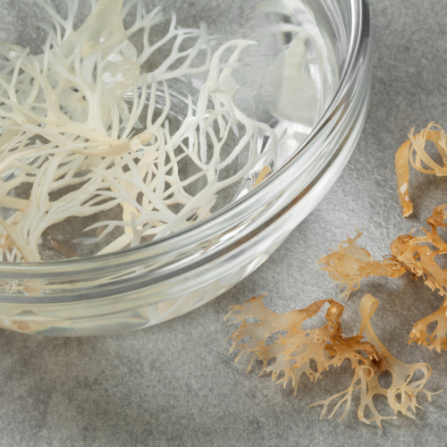 Glass bowl with sea moss being soaked and pre sea moss on a gray surface