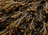 Bladderwrack