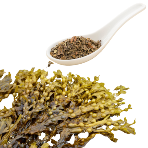 Fresh bladderwrack and Dried bladderwrack on a white spoon on a white background