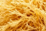 Golden sea moss