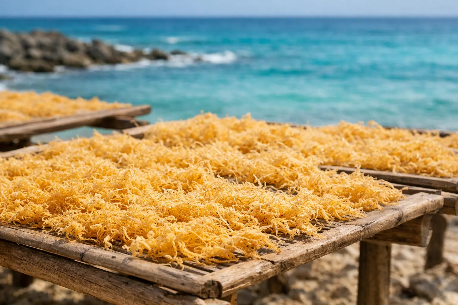 Wildcrafted golden sea moss drying naturally on racks by the Caribbean sea