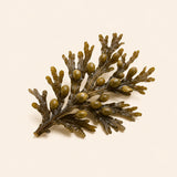 Bladderwrack