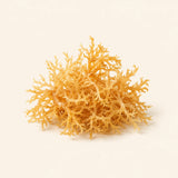 Golden sea moss