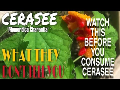 Video about cerasee