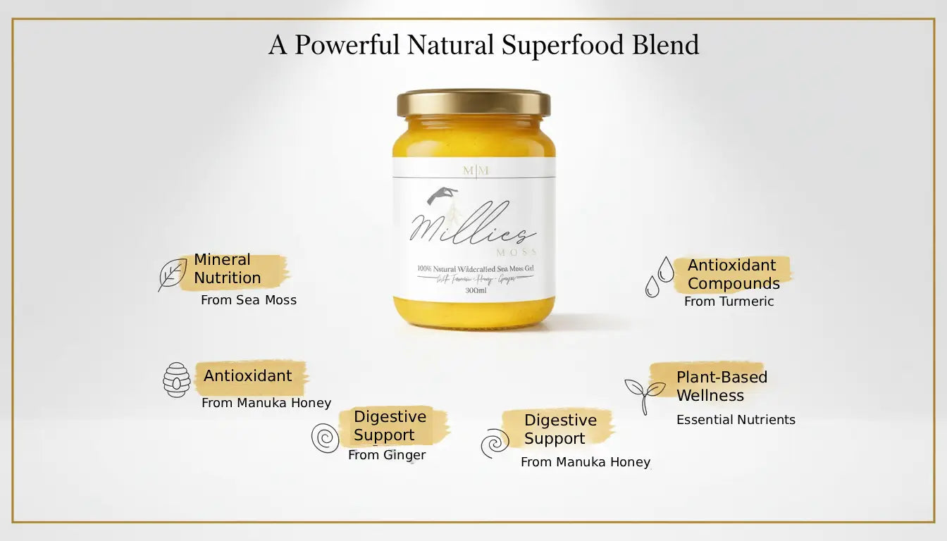 Sea moss gel superfood blend infographic showing mineral nutrition, antioxidant compounds and plant based wellness benefits